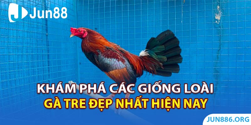 Khám phá các giống loài gà tre đẹp nhất hiện nay