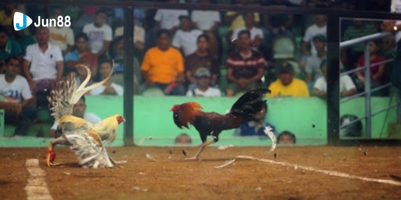 Đá Gà Cựa Sắt Jun88 - Trò Chơi Hấp Dẫn Mọi Kê Thủ 2024